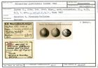Karteikarte zum Syntyp von Biloculina globiformis Karrer, 1867